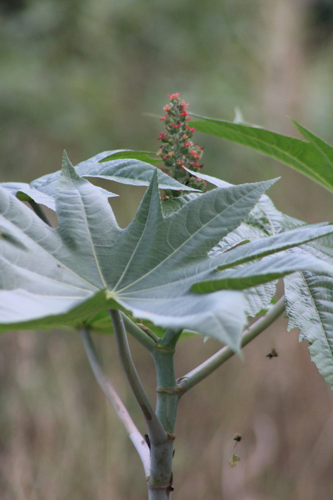 castor bean from Cabo Engaño, 23000 Punta Cana, Dominican Republic on ...