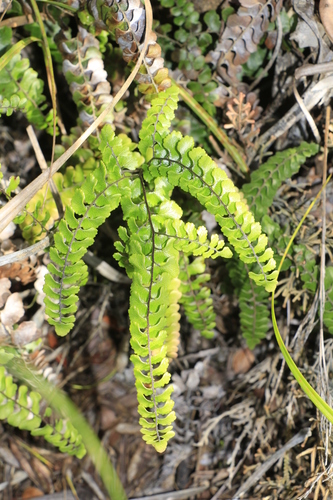 Adiantum fournieri observed 2024-01-04