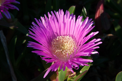 Carpobrotus glaucescens