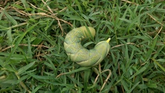 Acherontia