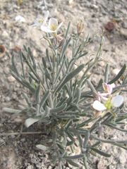 Nerisyrenia linearifolia