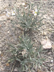 Nerisyrenia linearifolia