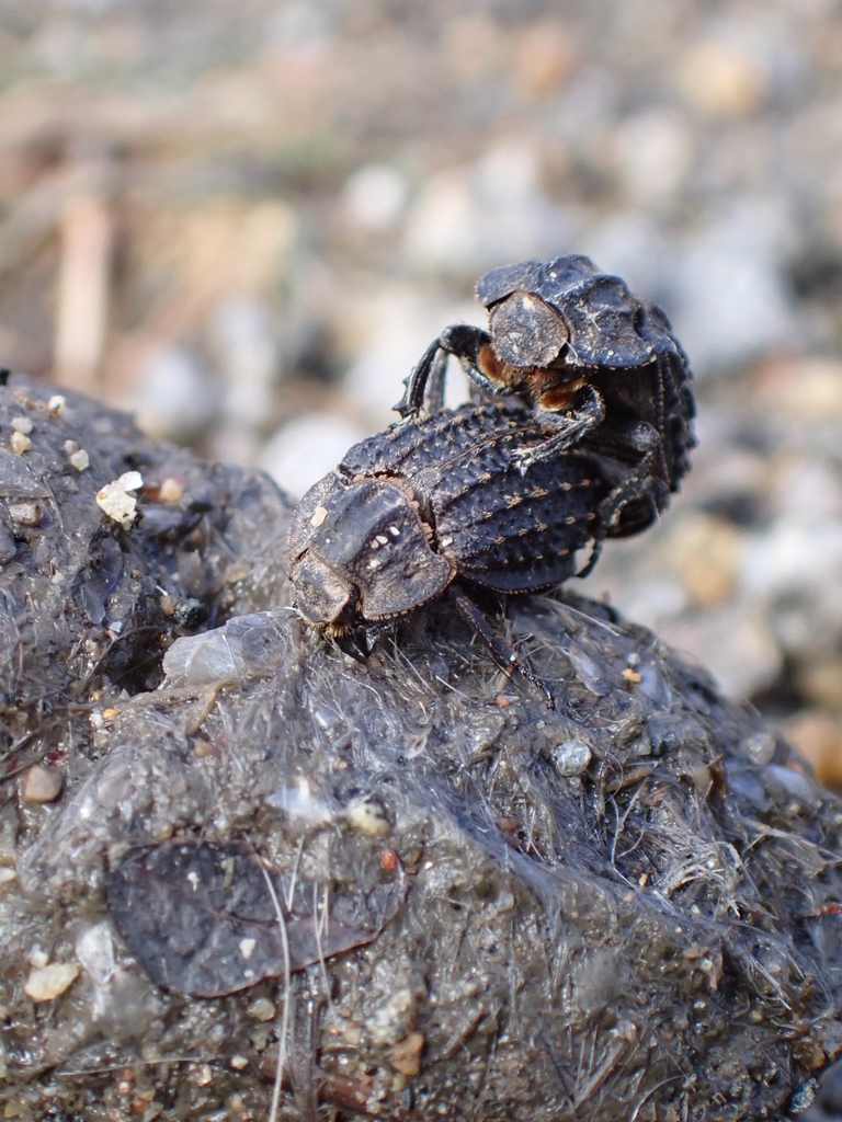 Trox gemmulatus