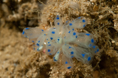 Clavelina australis