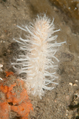 Veretillidae