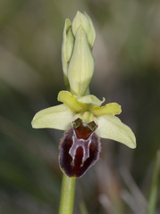 Ophrys sphegodes sphegodes