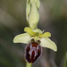 Ophrys sphegodes sphegodes - Photo (c) Keith Martin-Smith, some rights reserved (CC BY-NC-ND), uploaded by Keith Martin-Smith