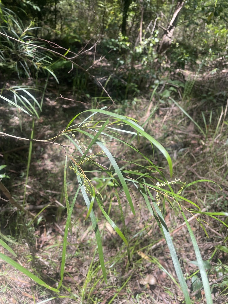 Long leaf Wattle from Uralba, NSW, AU on February 2, 2024 at 01:36 PM ...