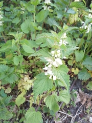 Lamium album