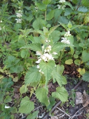 Lamium album