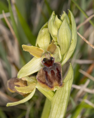 Ophrys sphegodes sphegodes