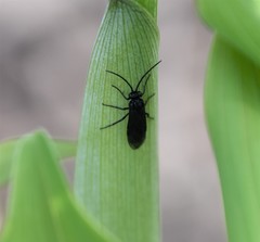 Phymatocera aterrima