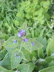 Pentaglottis sempervirens