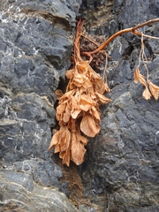 Ligusticum scothicum hultenii