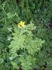 Chelidonium majus