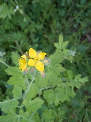 Chelidonium majus