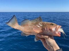 Red Grouper photo 5