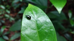 Arthrotus abdominalis