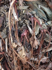 Ligusticum scothicum hultenii