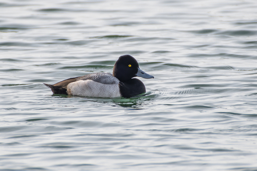 Porrón bola (Aythya affinis)