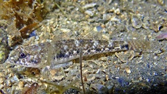 Yellowspotted Sandgoby photo 2