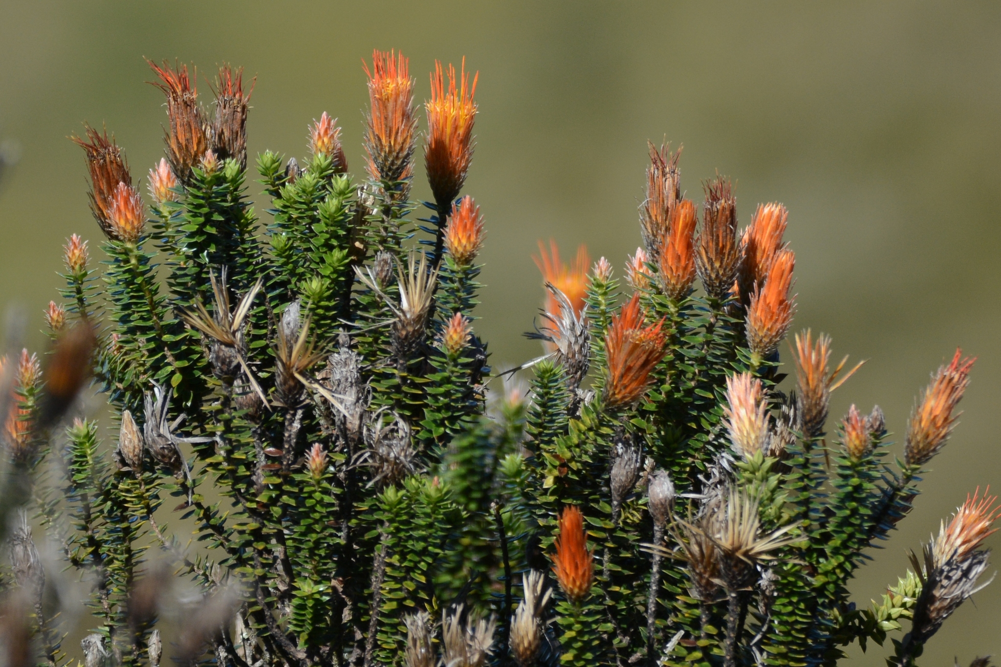 Chuquiraga image