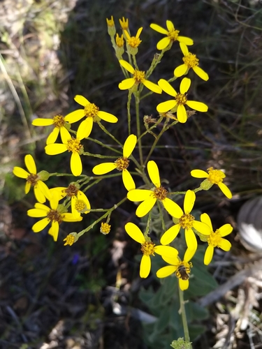 Image of Senecio crenatus by no rights reserved