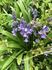 Hyacinthoides hispanica