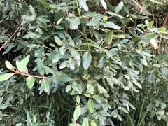 Correa glabra