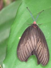 Histia flabellicornis