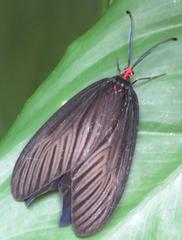 Histia flabellicornis