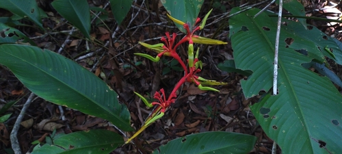 Heliconia richardiana (Heliconia richardiana)