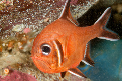 Trachichthys australis