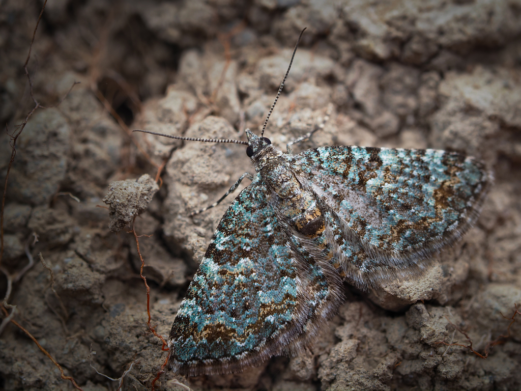 Chloroclystis nereis