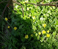 Ficaria verna verna