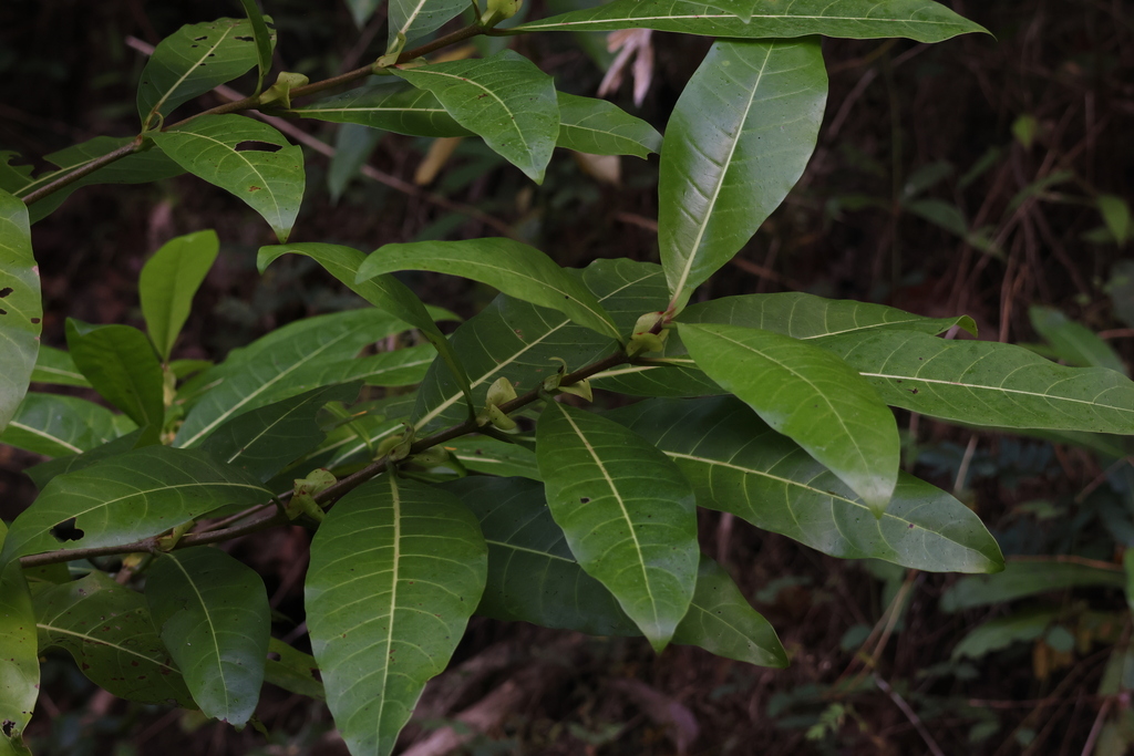Neonauclea gageana