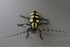 Anoplophora horsfieldii