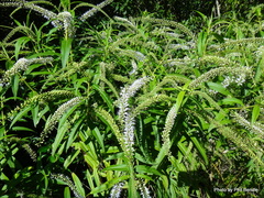 Veronica stricta stricta