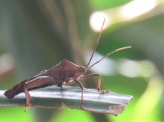 Pseudomictis distinctus