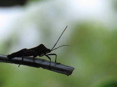 Pseudomictis distinctus