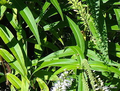 Veronica stricta stricta