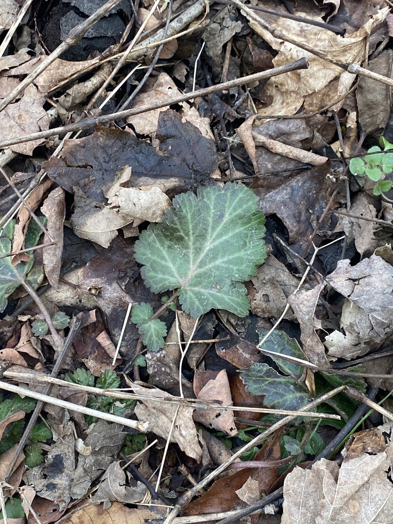 white avens from Turkey Point State Forest, Saugerties, NY, US on