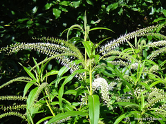 Veronica stricta stricta