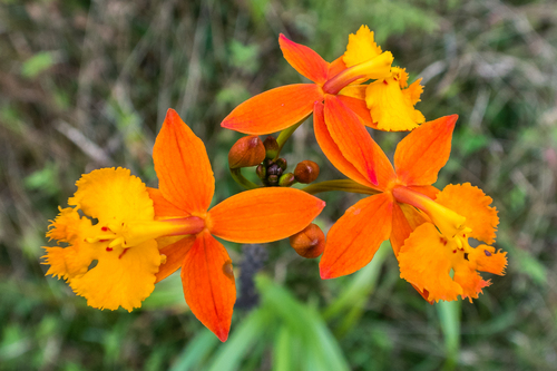 Epidendrum radicans