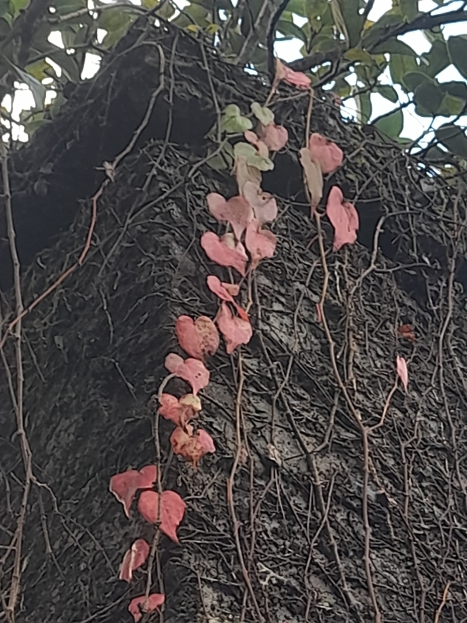 Imagem de Videira-japonesa