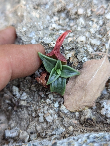 Dudleya nubigena