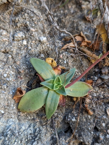 Dudleya nubigena