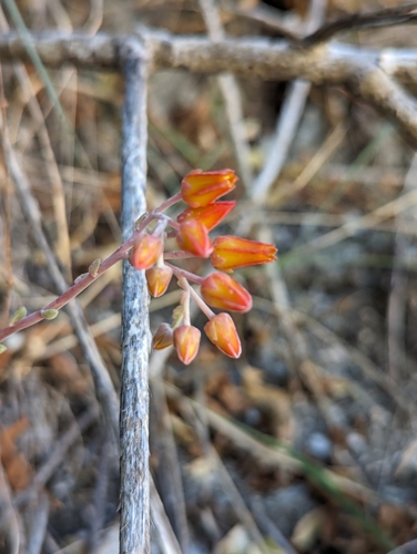 Dudleya nubigena