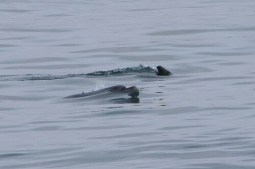 Common bottlenose dolphin