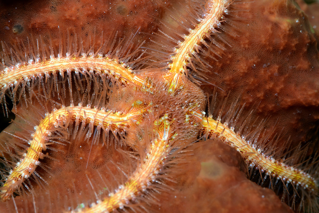 Ophiothrix picteti